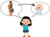 Je peux découvrir ce qu'est une grossesse et comment naissent les bébés.
